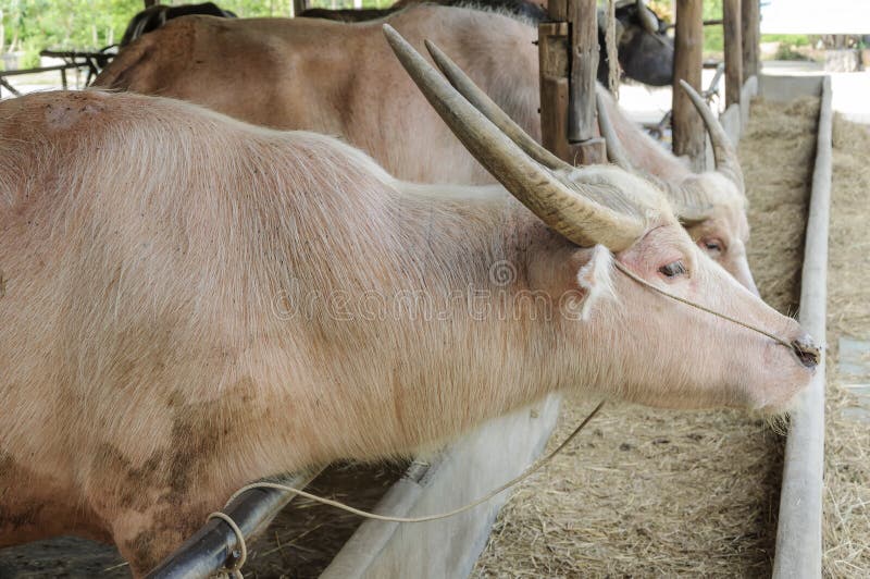 White water buffalo stock image. Image of mammal, horn 41779865