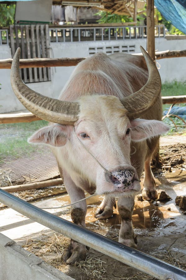 White Water Buffalo in Thailand Stock Photo Image of food, heat 39432590