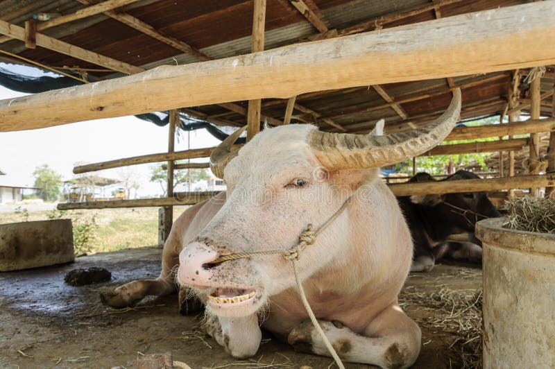White water buffalo. stock photo. Image of asia, buffalo 36582334