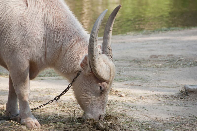 White water buffalo. stock photo. Image of asia, buffalo 36582334