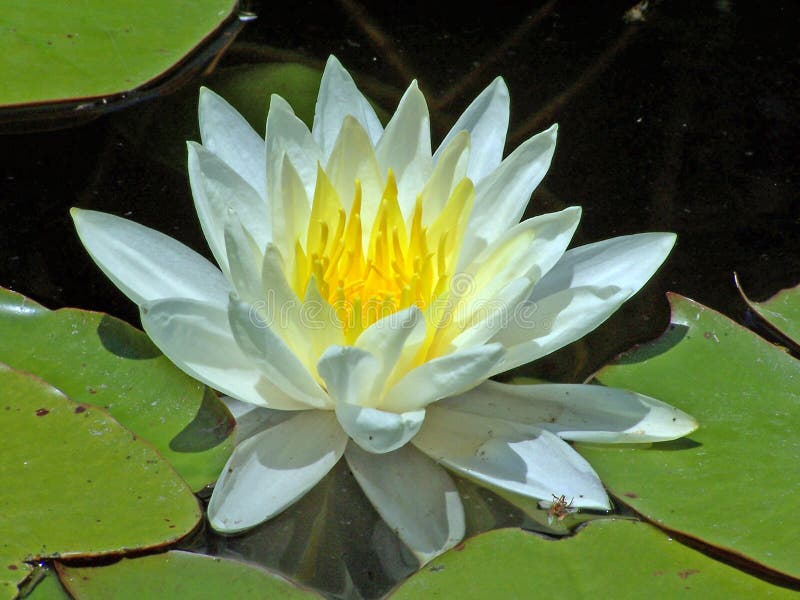 White water-lilly