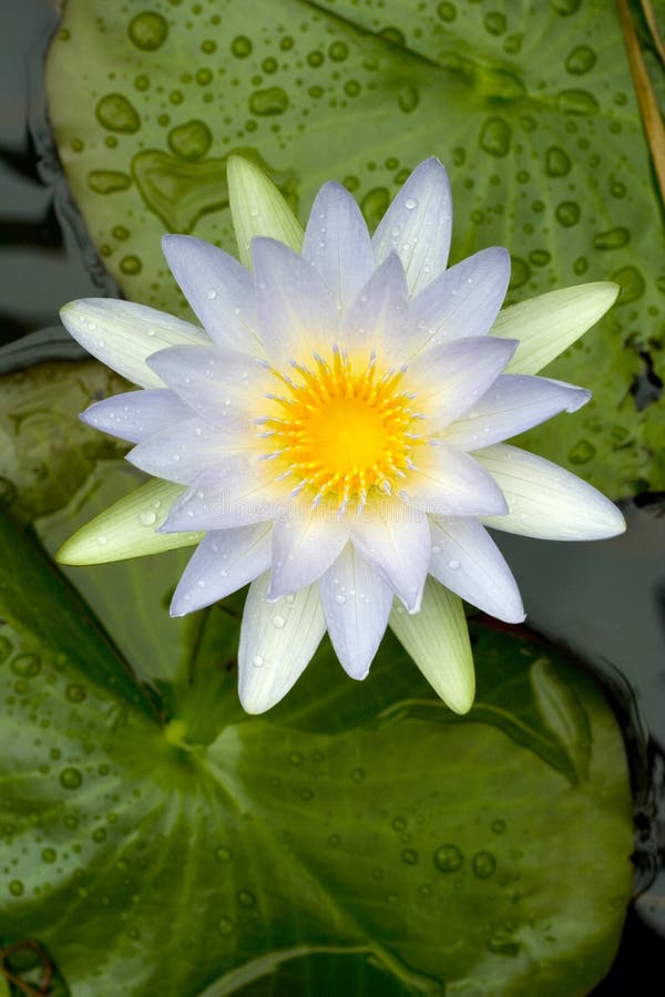 42+ Flower fragrant white water lily Free Stock Photos StockFreeImages