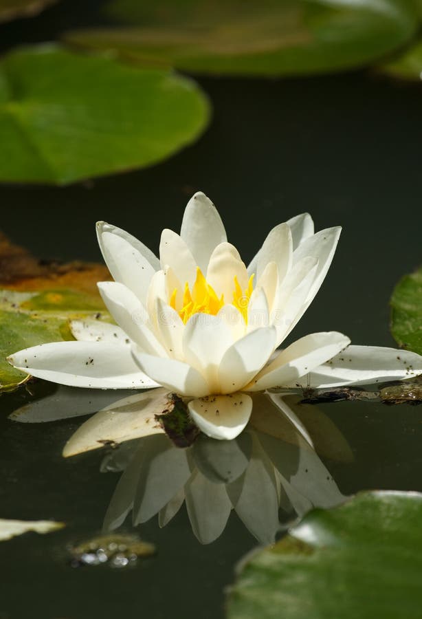White water lily royalty free stock images White water lily royalty free stock images