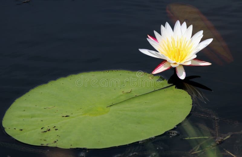 White water lily