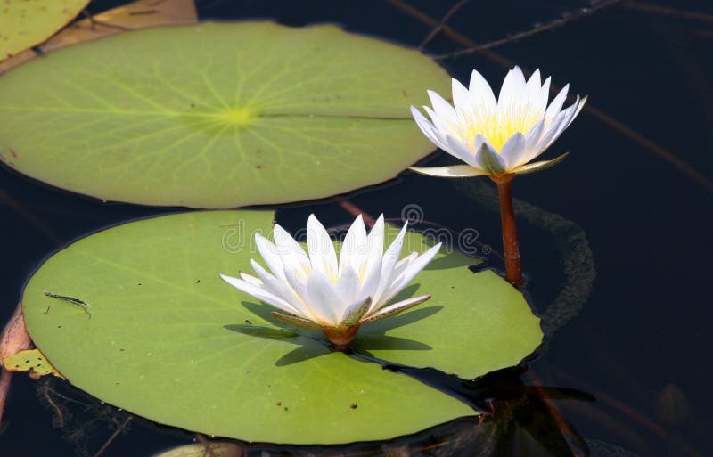 White water lily