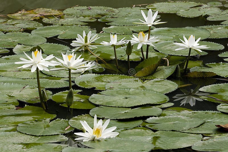 Water Lily stock image. Image of white, flower, travel 428737