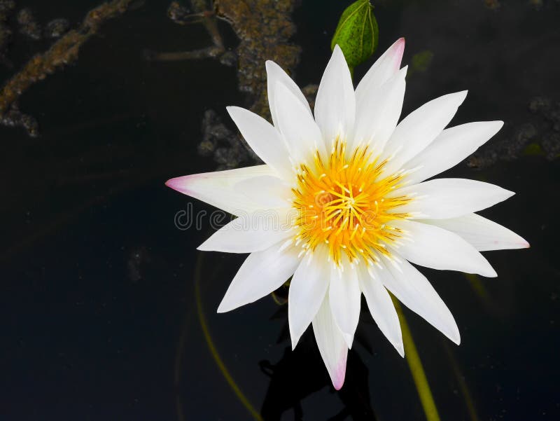 White Water Lily Blooming in a Pond Stock Image Image of botany, park