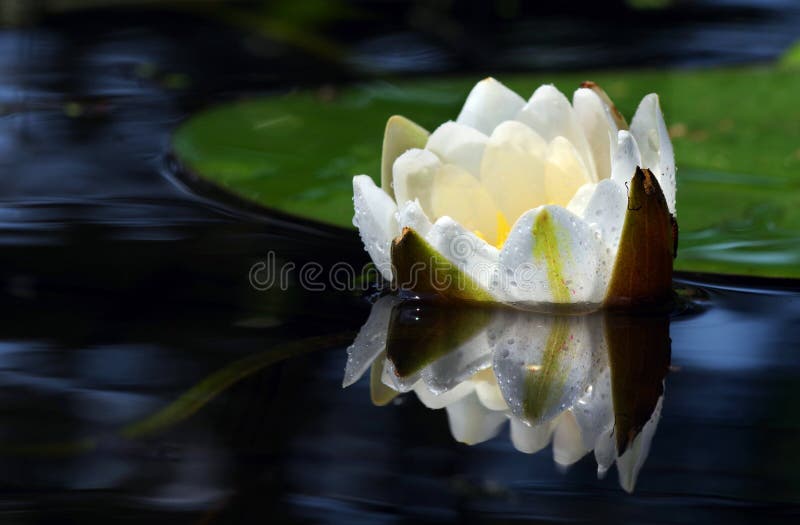 White Water Lily Close Up. Water Lily Flower Stock Image Image of