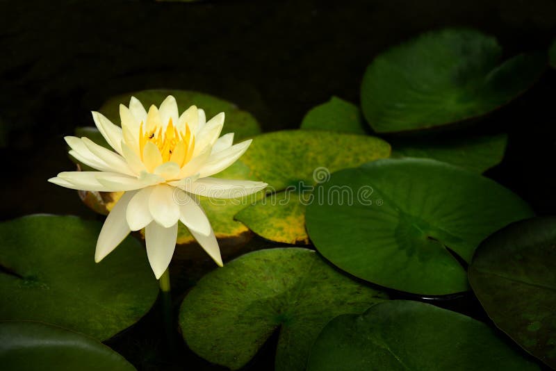 White water lily flower . stock image. Image of background 122645597