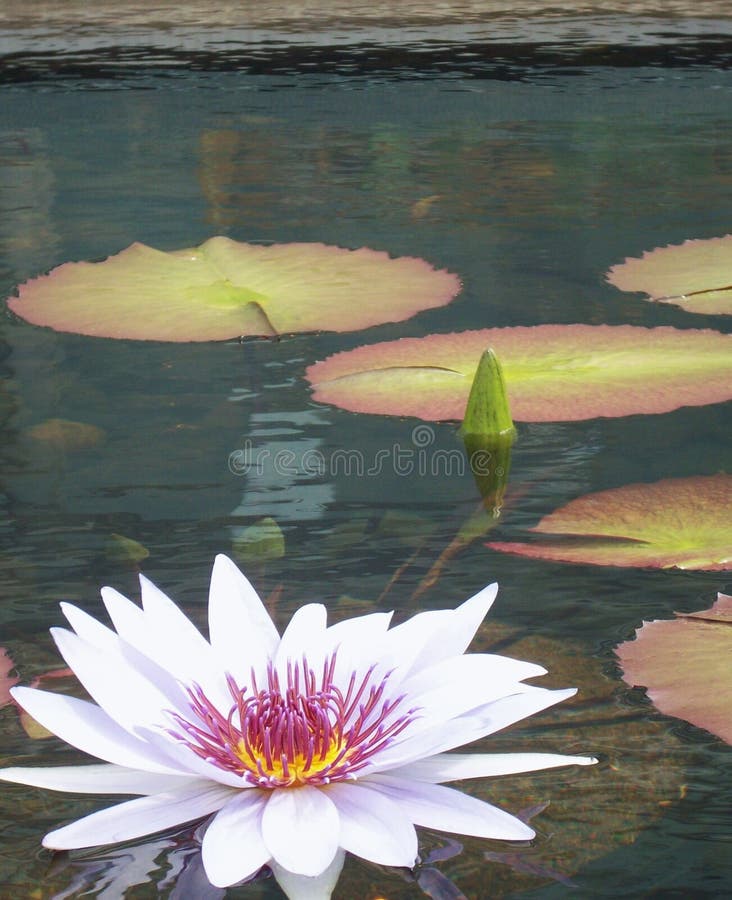 White Water Lily stock photo. Image of center, lily, garden 53406036