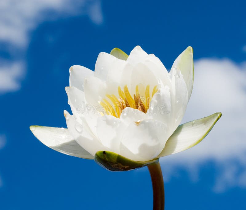 White water lily over blue sky