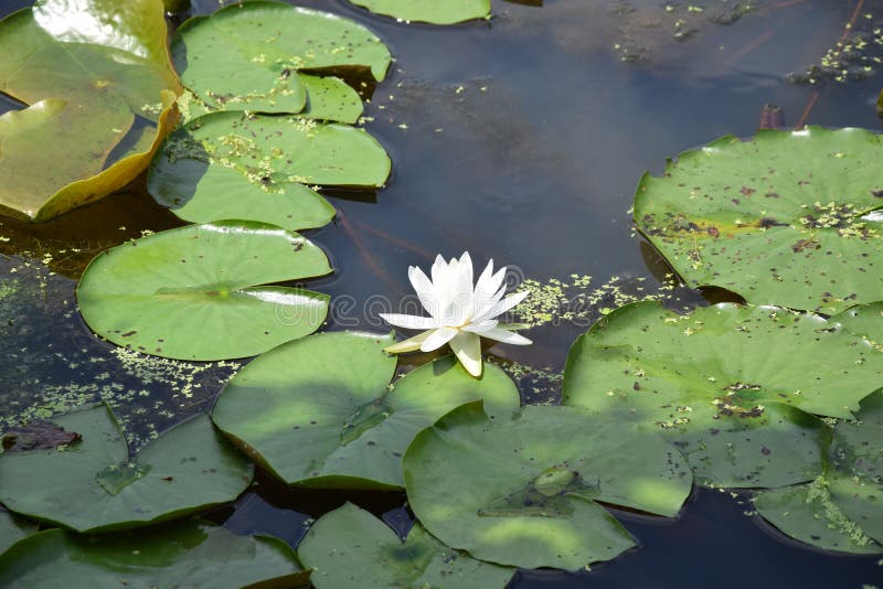 White Water Lily with Lily Pads at Kenilworth Park Stock Image Image