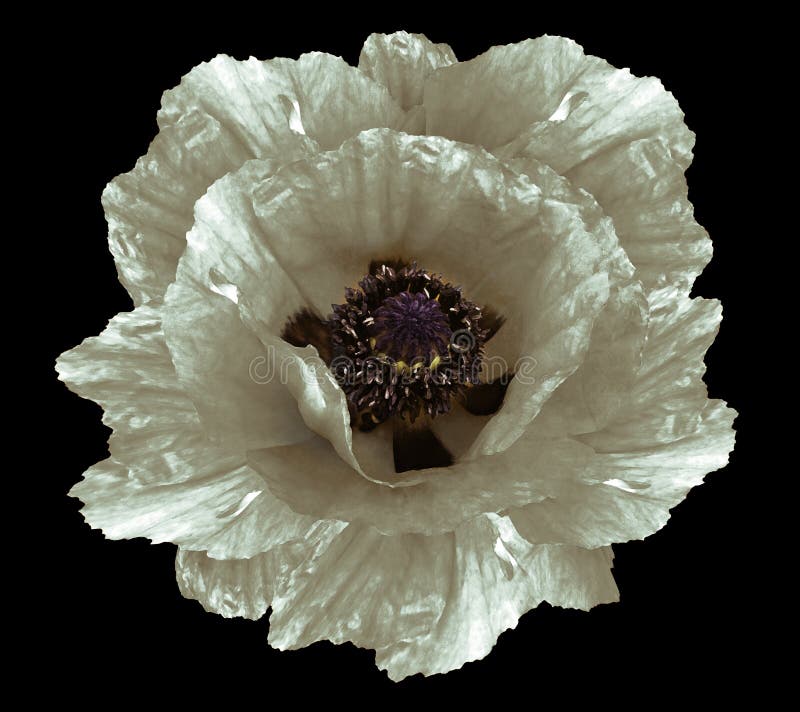 White Watercolor Flower Poppy Isolated on the Black Background. Close ...