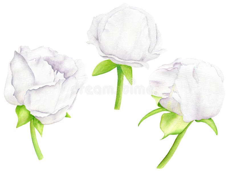 White watercolor Peony flower and buds set. Hand drawn floral illustration isolated on white background. Clipart elements for greeting card, invitation, wedding, birthday, holiday, summer decoration