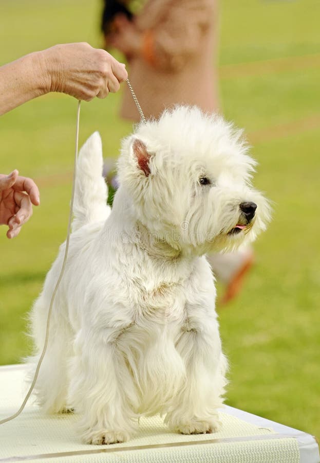 White West Highland Terrier dog at puppy school training royalty free stock images White West Highland Terrier dog at puppy school training royalty free stock images