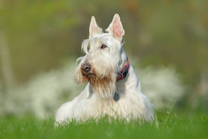 White, wheaten scottish terrier, cute dog on green grass lawn, white flower in the background, Scotland, United Kingdom