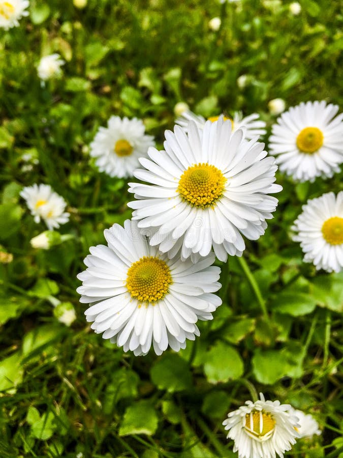 White Wild Daisies on Green Stock Photo Image of flowers, gentle