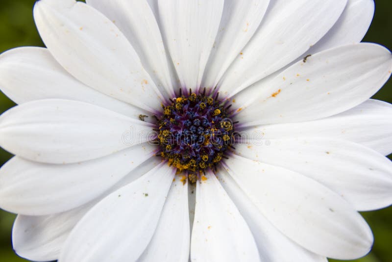 506 Daisy Zoom Stock Photos Free & RoyaltyFree Stock Photos from Dreamstime