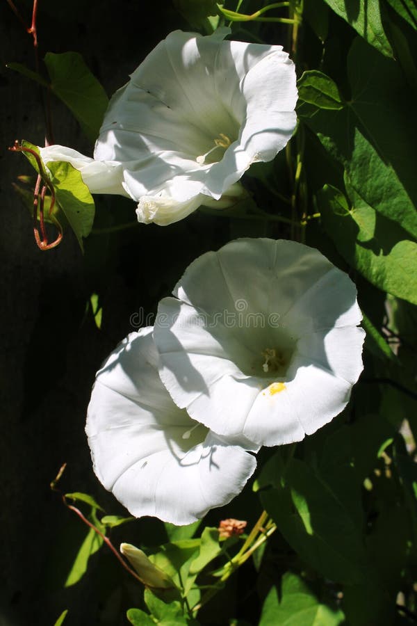 White wild flower climbing stock image. Image of creepers 97409499
