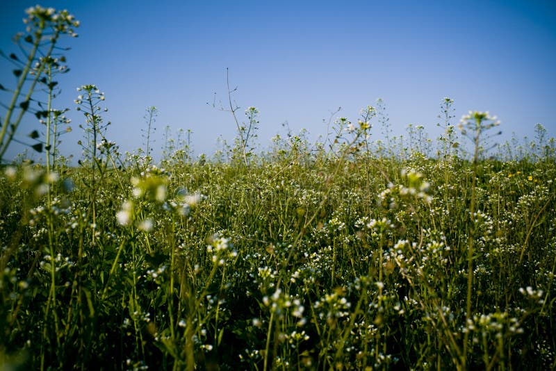 White Wild Flowers