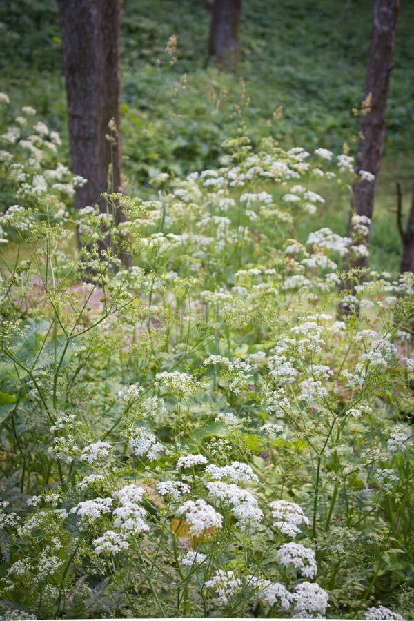 White Wild Flowers in the Summer Forest Stock Image - Image of pattern ...
