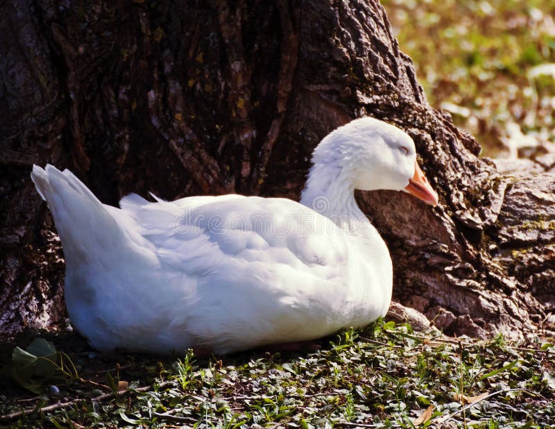 The Sleeping White Goose In The Park Stock Photo Image of feathers
