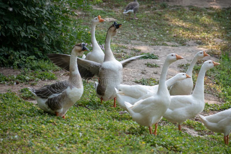 White wild gooses with orange and black beaks walking on the grass in the park