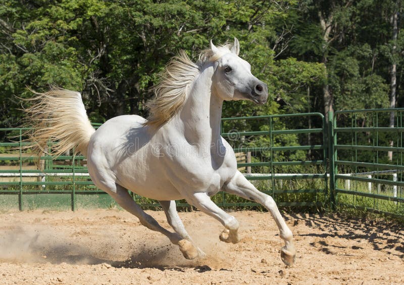 White wild Horse