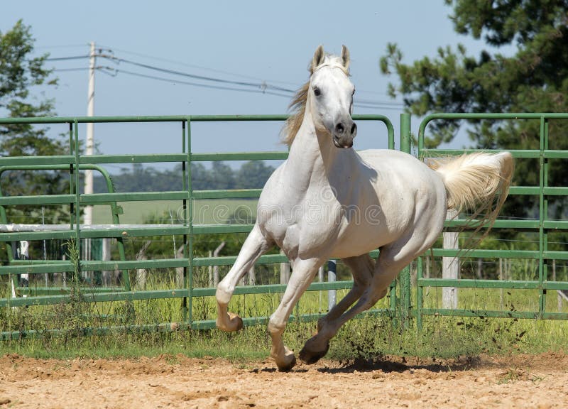 White wild Horse