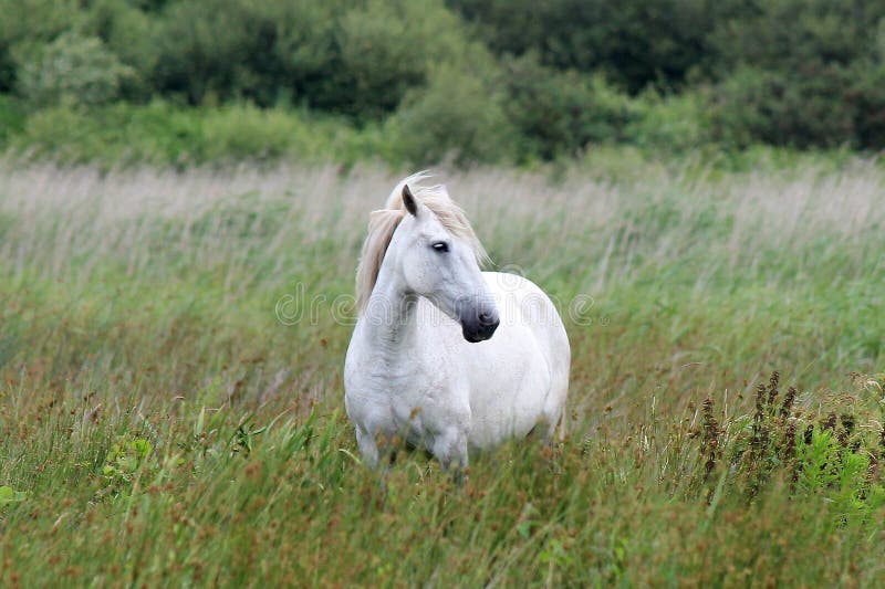 White and wild horse in the Briere