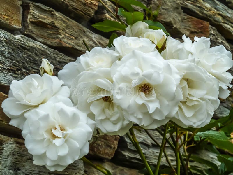 White Wild Rose with Stone Wall in Background Stock Image Image of