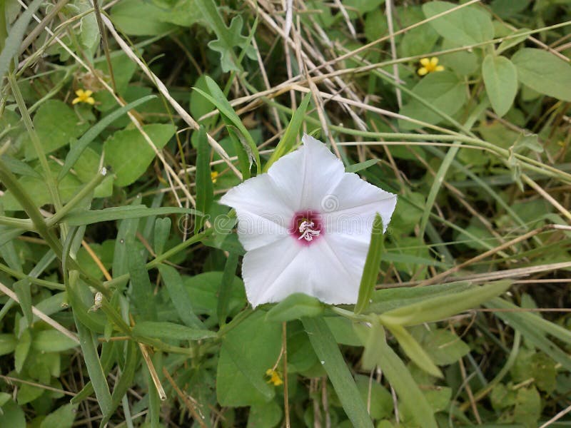White Wildflower stock image. Image of wildflowers, wildflower 74309711