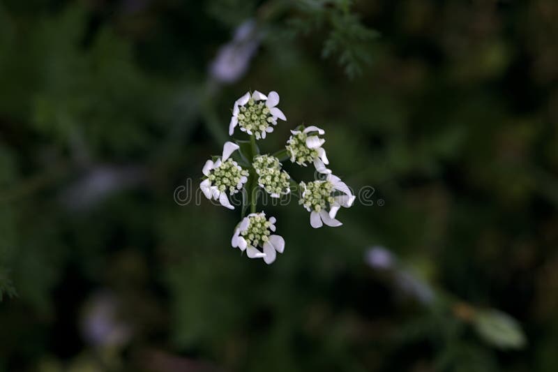 White Wildflowers in Bloom Seen Up Close Stock Image Image of bright