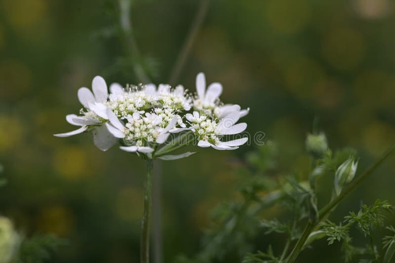 White Wildflowers in Bloom Seen Up Close Stock Photo Image of