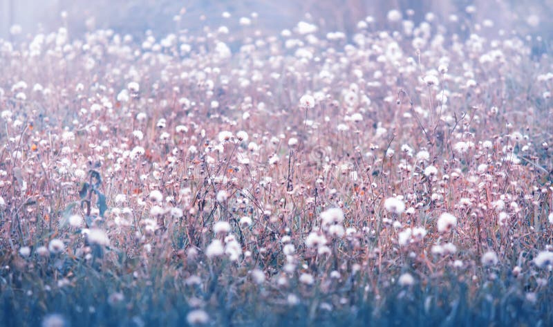 White wildflowers at sunrise, natural autumn background in blue tones, fall nature landscape stock photography White wildflowers at sunrise, natural autumn background in blue tones, fall nature landscape stock photography