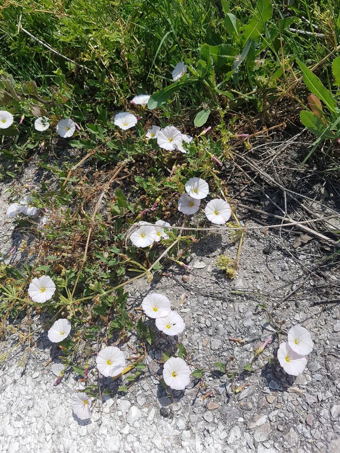 White wildflowers stock image. Image of summer, wildlife 253398385