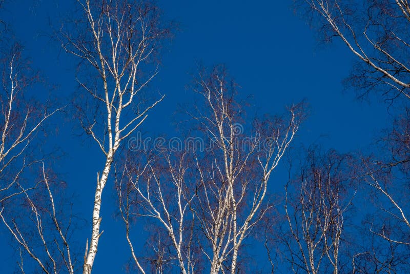 White and winding trunks of birch trees without leaves against a blue sky royalty free stock photo
