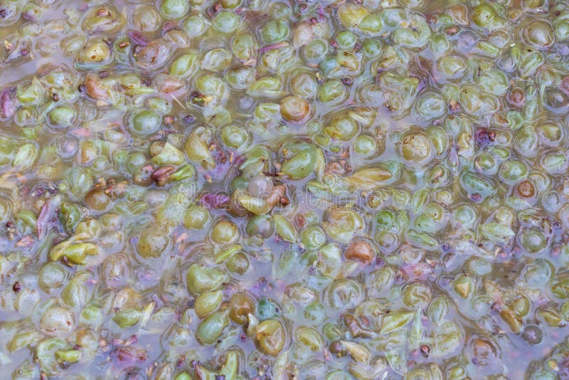 White Wine in the Fermentation Process Concept Making Red Wine at