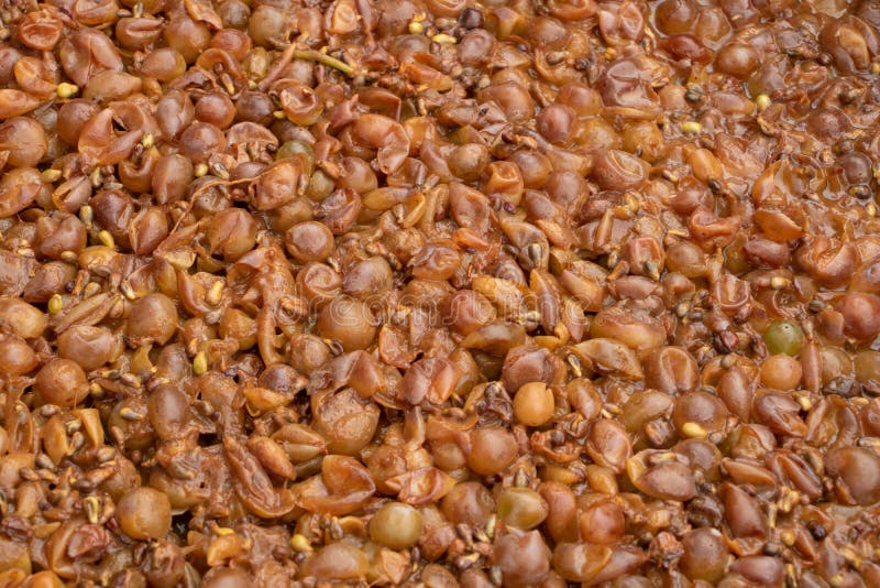 White Wine Fermentation Texture. Making Wine Concept Stock Photo