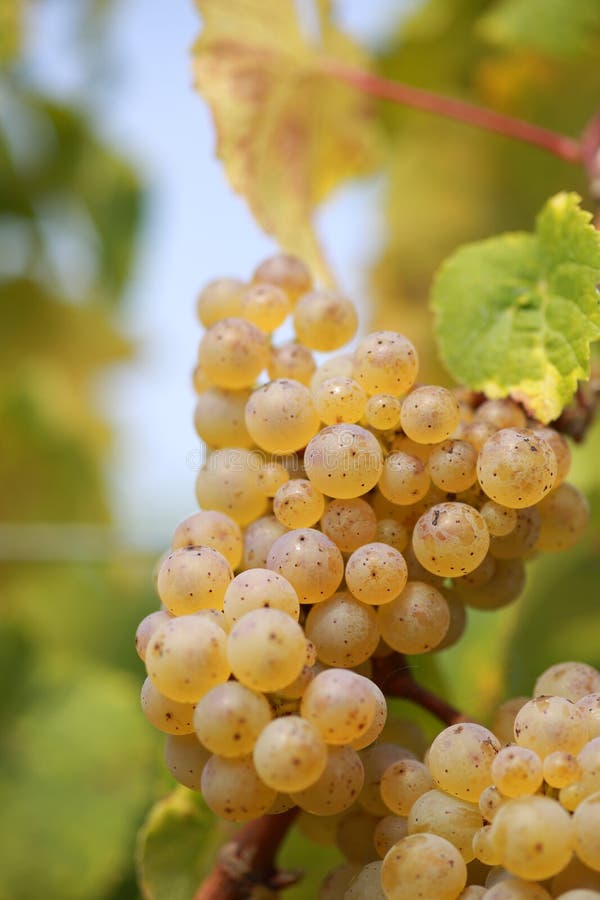 White wine grape stock photo. Image of grapevine, fruit 87810670