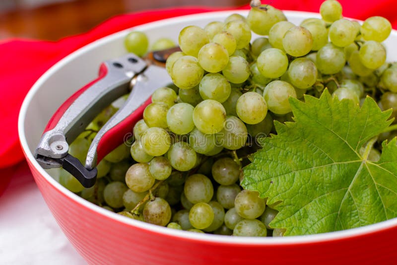 White Wine Grapes Riesling, Ready To Harvest and Making Wine Stock Photo Image of autumn, farm