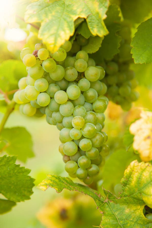 White Wine Grapes on Vineyard Stock Photo Image of beverage, growth
