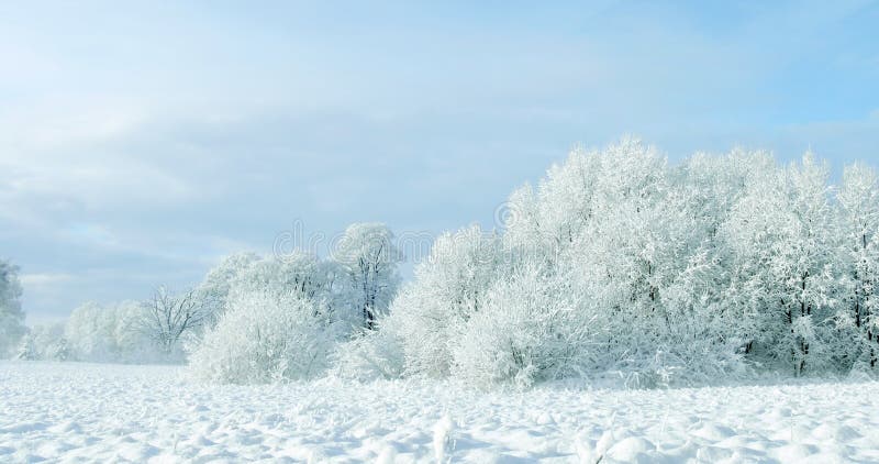 White Winter Picture. Image: 8411876