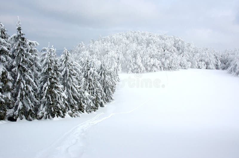 White winter landscape