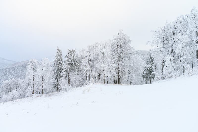 White winter snowy landscape mist forest, edit space