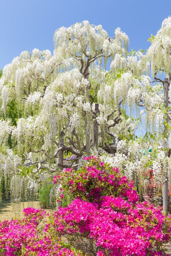 White Wisteria Blooming in Spring Season Stock Photo Image of nature