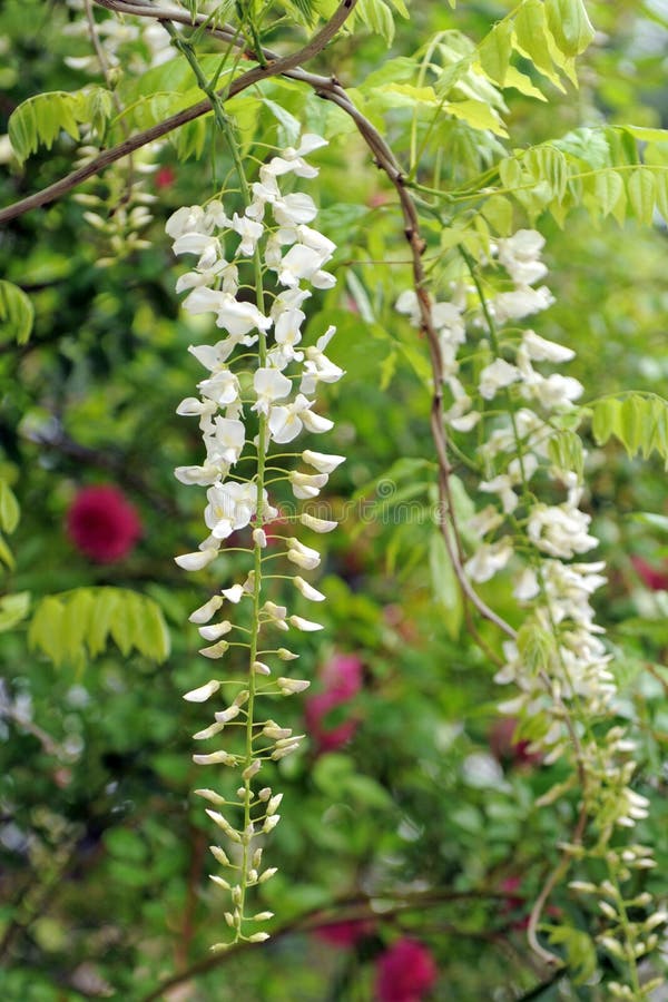 White wisteria stock photo. Image of korea, wisteria 40701986