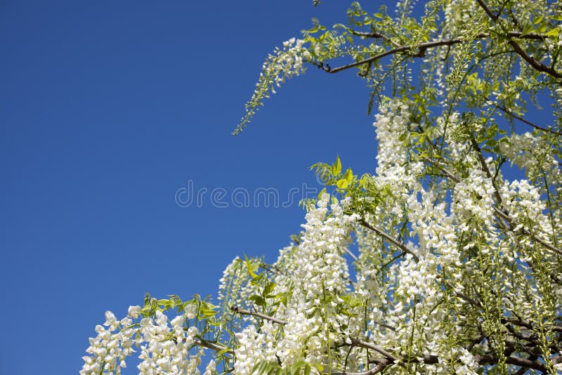 White wisteria stock photo. Image of korea, wisteria 40701986