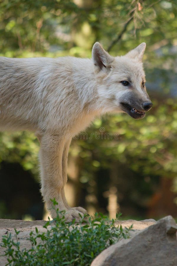 white wolf white wolf