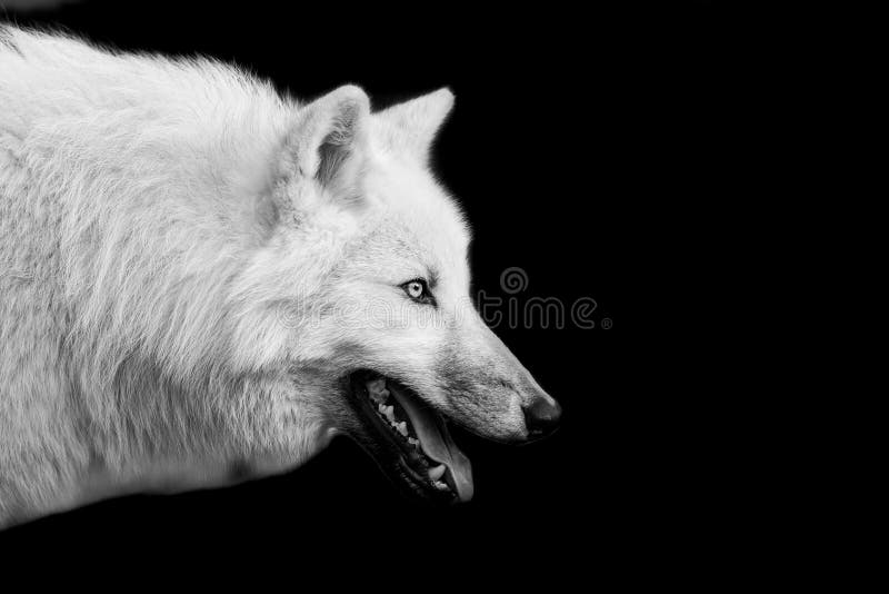 Wolf Black And White Photography
